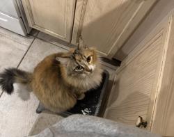 Lost Female Cat last seen Rural/Chandler Blvd, Chandler, AZ 85226