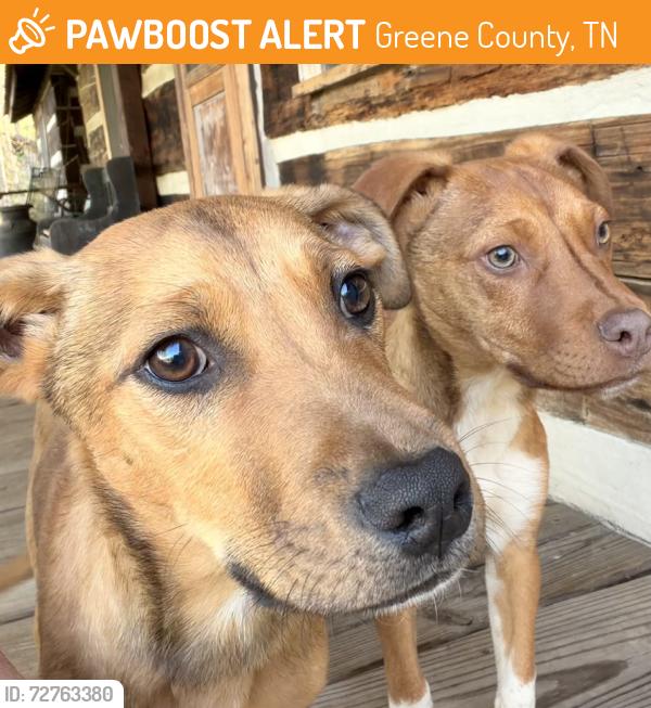 Found/Stray Male Dog last seen Margarette Falls, Greene County, TN 37743