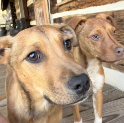 Found/Stray Male Dog last seen Margarette Falls, Greene County, TN 37743