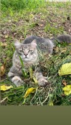 Lost Male Cat last seen Cornell/Acacia/Dixion this is near Dartmouth middle scgool, Hemet, CA 92544
