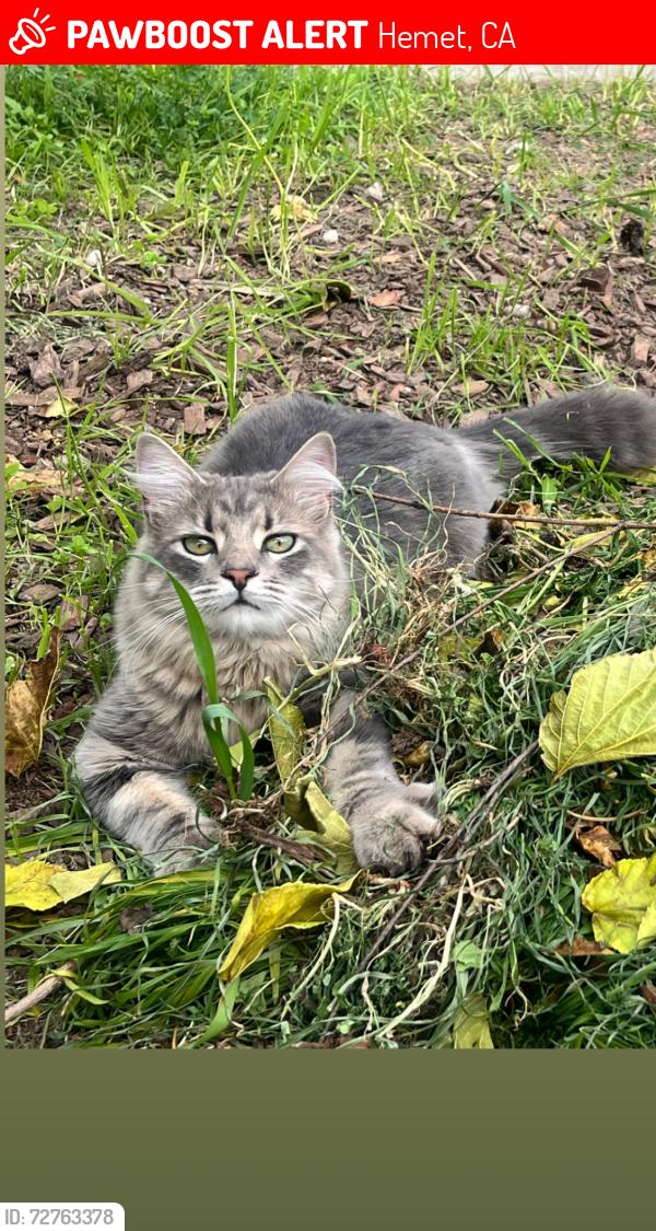 Lost Male Cat last seen Cornell/Acacia/Dixion this is near Dartmouth middle scgool, Hemet, CA 92544