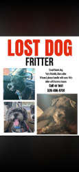 Lost Male Dog last seen Golf links and kolb , Tucson, AZ 85730