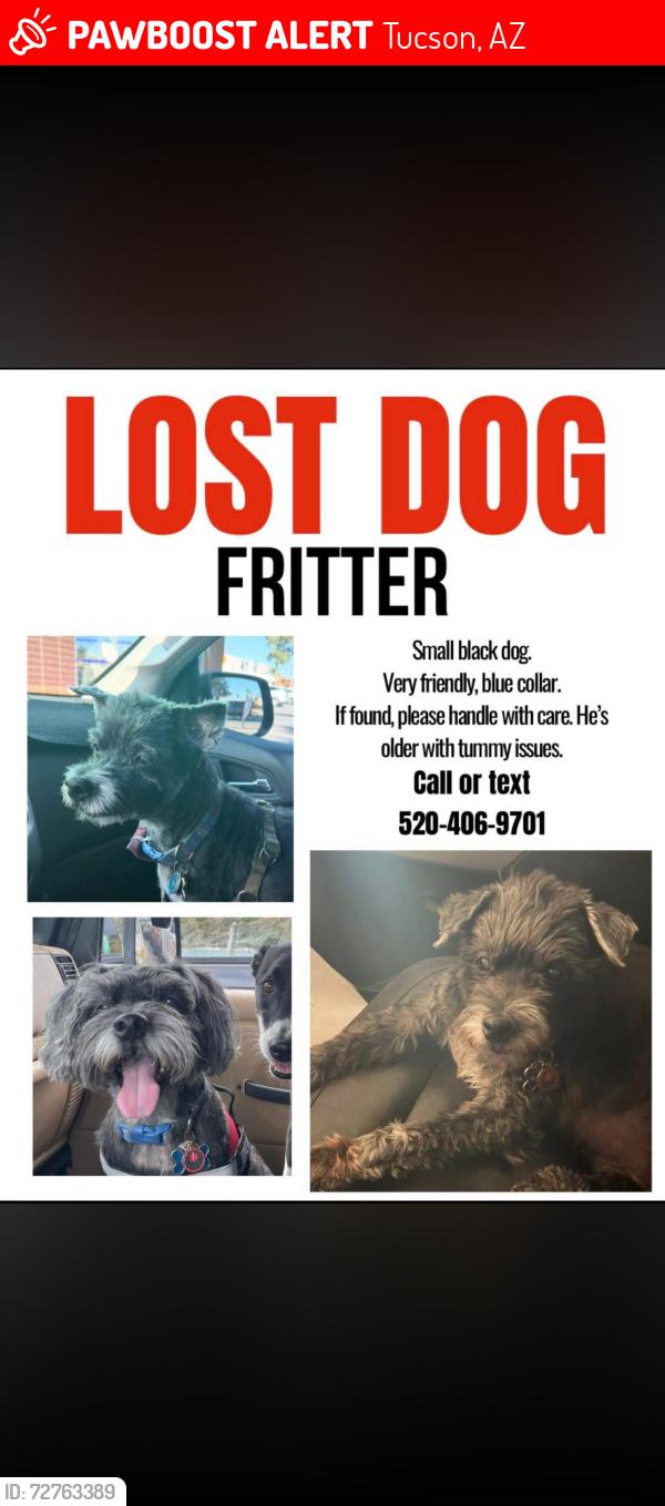 Lost Male Dog last seen Golf links and kolb , Tucson, AZ 85730