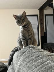 Lost Male Cat last seen  Route 13 between Lewis Point Road and Pine Ridge Rd./N. Court St., Canastota, NY 13032