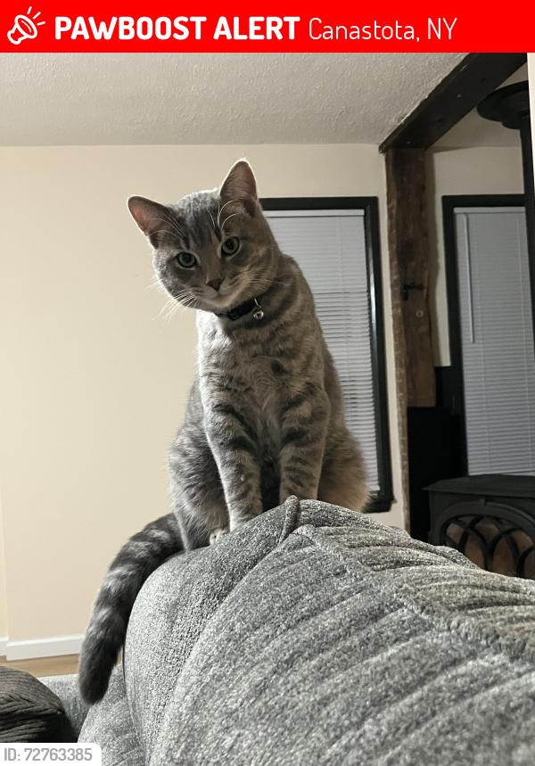 Lost Male Cat last seen  Route 13 between Lewis Point Road and Pine Ridge Rd./N. Court St., Canastota, NY 13032