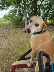 Lost Female Dog last seen Windmill Rd and Breezy Hill rd, Batesburg-Leesville, SC 29070