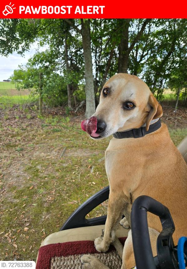 Lost Female Dog last seen Windmill Rd and Breezy Hill rd, Batesburg-Leesville, SC 29070