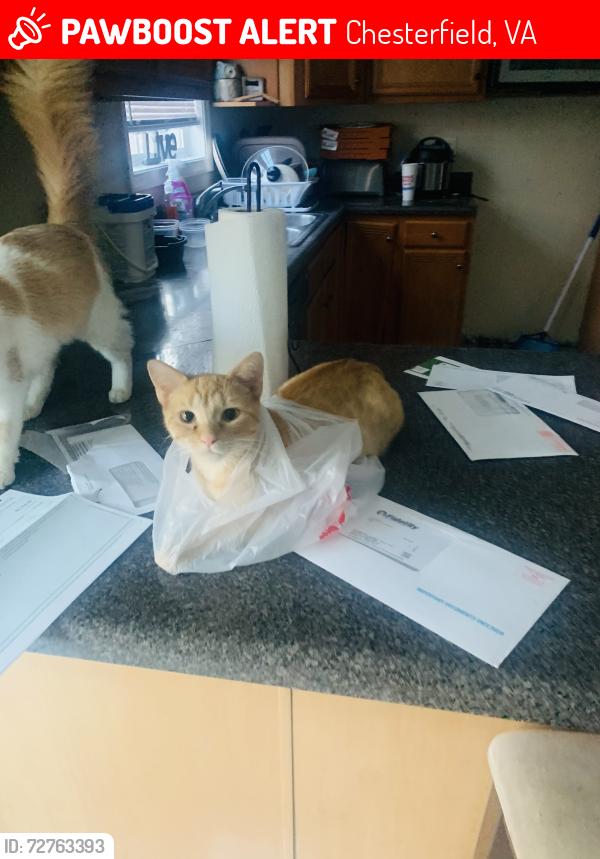 Lost Female Cat last seen Ghent court , Chesterfield, VA 23832