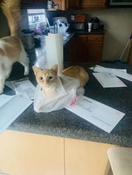 Lost Female Cat last seen Ghent court , Chesterfield, VA 23832