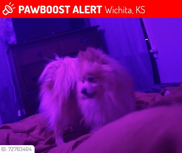Lost Male Dog last seen Santa Fe and funston, Wichita, KS 67211