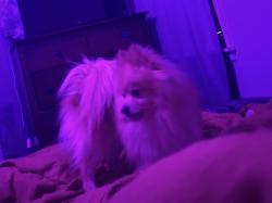 Lost Male Dog last seen Santa Fe and funston, Wichita, KS 67211