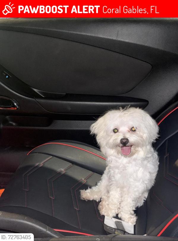 Lost Male Dog last seen Near Sw 3rd St, 33134, Coral Gables, FL 33134