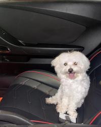 Lost Male Dog last seen Near Sw 3rd St, 33134, Coral Gables, FL 33134