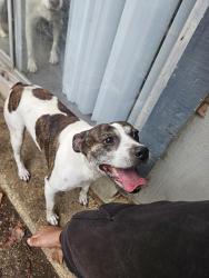 Found/Stray Male Dog last seen Tezel and grissom, San Antonio, TX 78250