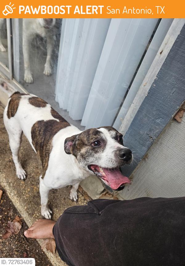 Found/Stray Male Dog last seen Tezel and grissom, San Antonio, TX 78250