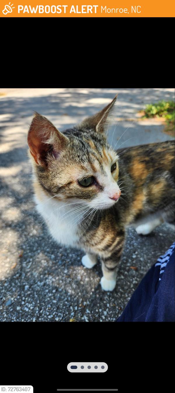 Found/Stray Female Cat last seen Medlin & Sunset, Monroe NC, Monroe, NC 28112
