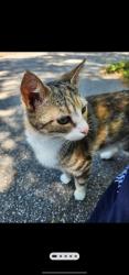 Found/Stray Female Cat last seen Medlin & Sunset, Monroe NC, Monroe, NC 28112