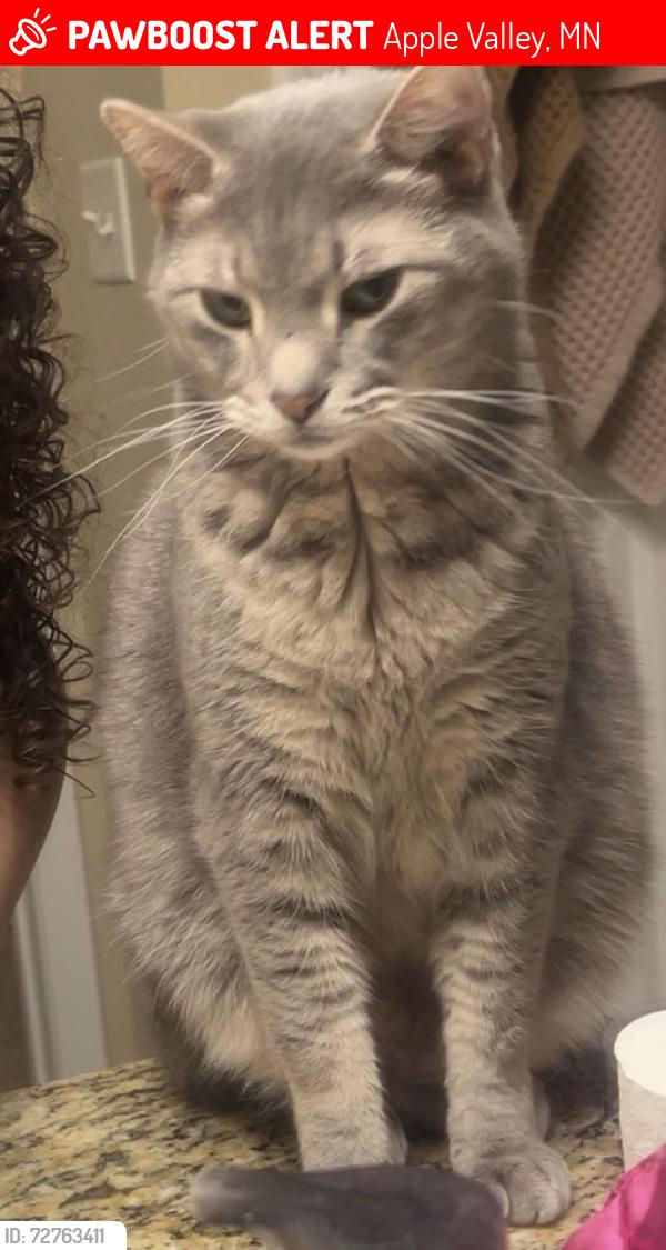 Lost Female Cat last seen Near foliage Ave , Apple Valley, MN 55124