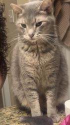 Lost Female Cat last seen Near foliage Ave , Apple Valley, MN 55124