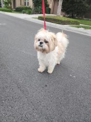 Found/Stray Male Dog last seen Huntington Garden & Garden Park THE PRESERVE/ CHINO, Chino, CA 91708