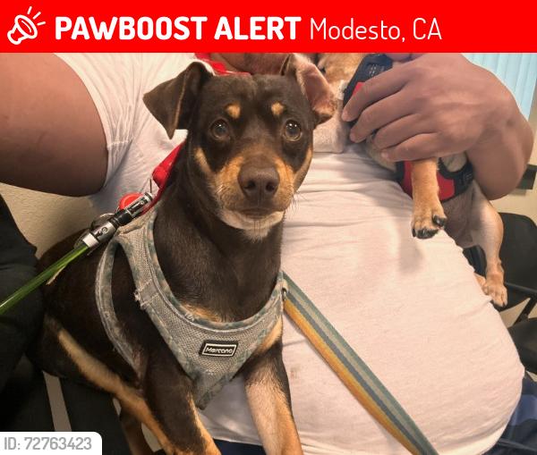 Lost Male Dog last seen Oakdale Road, Modesto, CA 95355