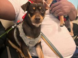Lost Male Dog last seen Oakdale Road, Modesto, CA 95355
