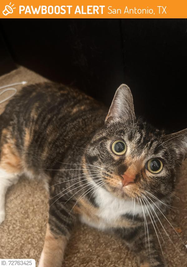 Found/Stray Female Cat last seen Sun Lake Dr, St Charles MO, San Antonio, TX 78237