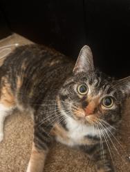 Found/Stray Female Cat last seen Sun Lake Dr, St Charles MO, San Antonio, TX 78237