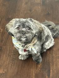 Lost Male Dog last seen Driftwood Meadow and Fall Pasture , Richmond, TX 77406