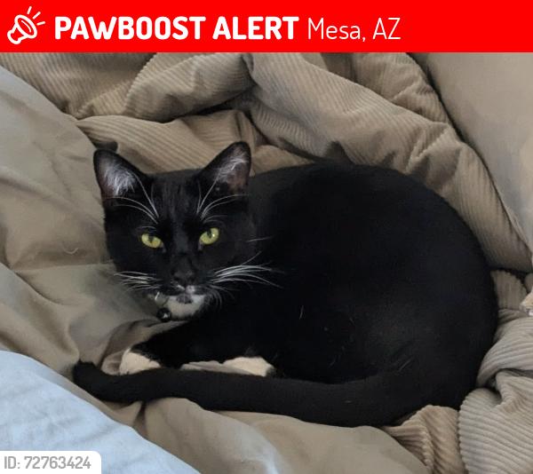 Lost Male Cat last seen Lehi crossing neighborhood , Mesa, AZ 85213