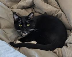 Lost Male Cat last seen Lehi crossing neighborhood , Mesa, AZ 85213