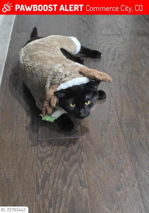 Lost Male Cat last seen Pitkin st, Commerce City, CO 80022