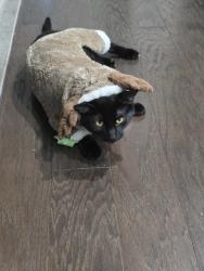 Lost Male Cat last seen Pitkin st, Commerce City, CO 80022