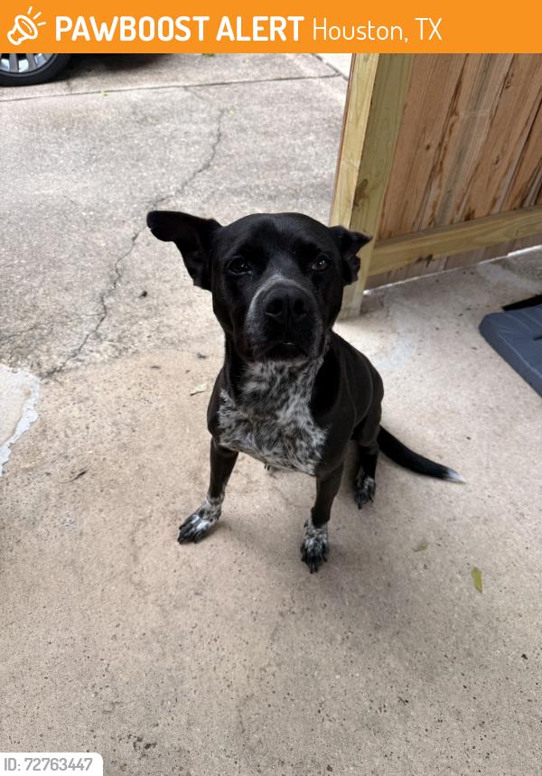 Found/Stray Male Dog last seen Dawnbrook, Houston, TX 77068