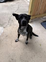 Found/Stray Male Dog last seen Dawnbrook, Houston, TX 77068