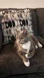 Found/Stray Male Cat last seen 25th Ave NE & 179 th Pl NE , Marysville, WA 98223