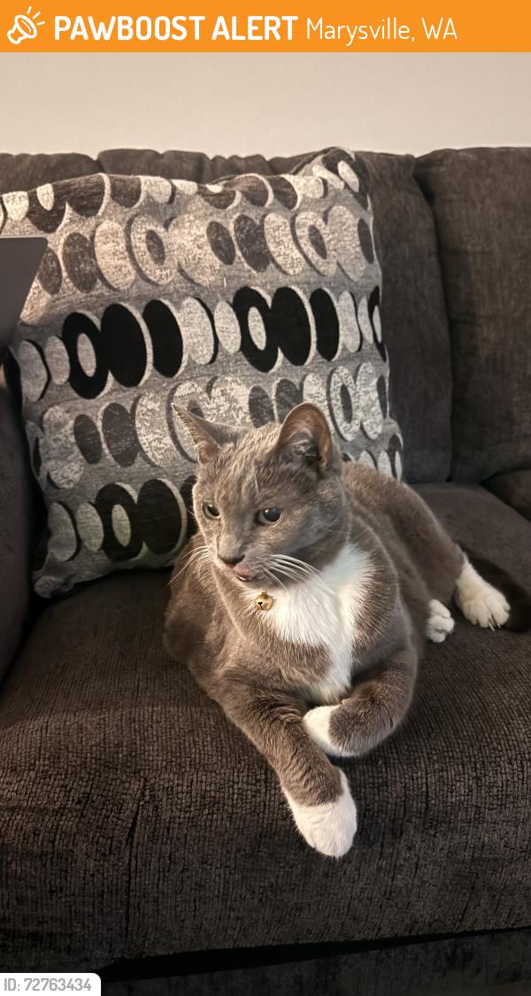 Found/Stray Male Cat last seen 25th Ave NE & 179 th Pl NE , Marysville, WA 98223