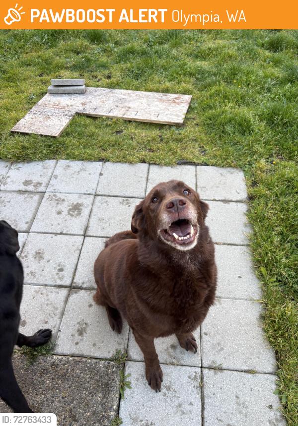 Found/Stray Male Dog last seen Bridge over the Nisqually River, across the river from Riverside Manor, Olympia, WA 98513