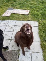 Found/Stray Male Dog last seen Bridge over the Nisqually River, across the river from Riverside Manor, Olympia, WA 98513