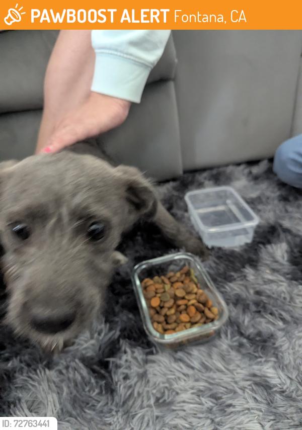 Found/Stray Female Dog last seen Beach & Highland, Fontana, CA 92336