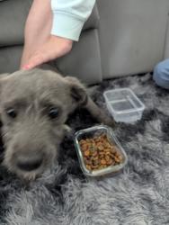 Found/Stray Female Dog last seen Beach & Highland, Fontana, CA 92336