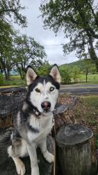 Lost Male Dog last seen Ne 160th & 18 Avenue , North Miami Beach, FL 33162