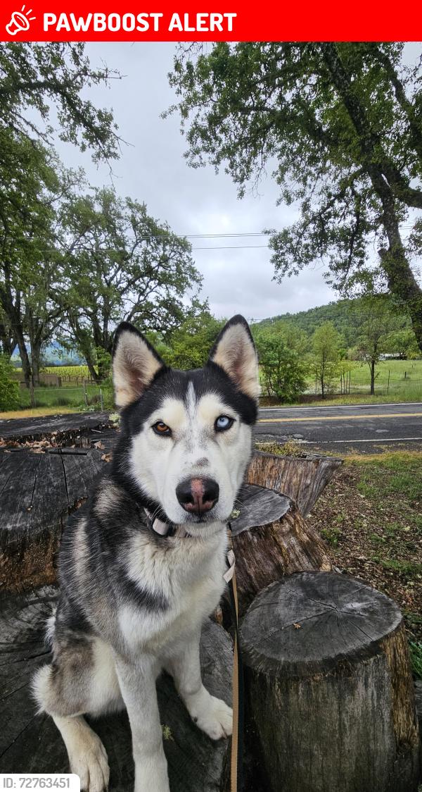 Lost Male Dog last seen Ne 160th & 18 Avenue , North Miami Beach, FL 33162