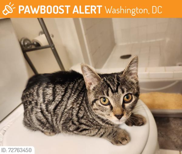 Found/Stray Female Cat last seen 35th and t st nw, Washington, DC 20007