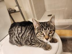Found/Stray Female Cat last seen 35th and t st nw, Washington, DC 20007