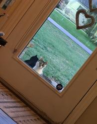 Found/Stray Unknown Cat last seen 14 mile and middlebelt road, West Bloomfield Township, MI 48322