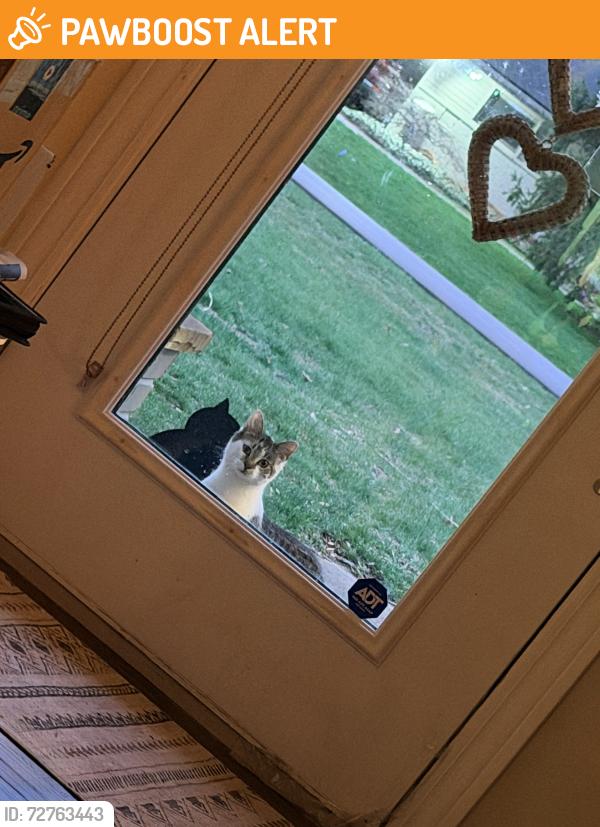 Found/Stray Unknown Cat last seen 14 mile and middlebelt road, West Bloomfield Township, MI 48322