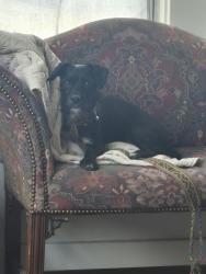 Found/Stray Male Dog last seen Franklin Avenue, North Prieur. , New Orleans, LA 70117