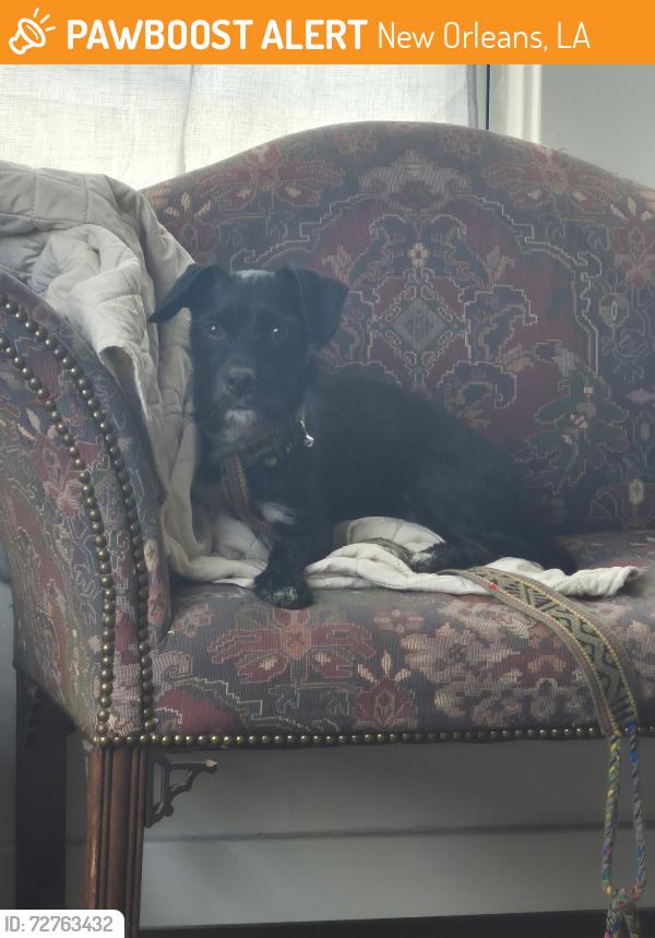 Found/Stray Male Dog last seen Franklin Avenue, North Prieur. , New Orleans, LA 70117