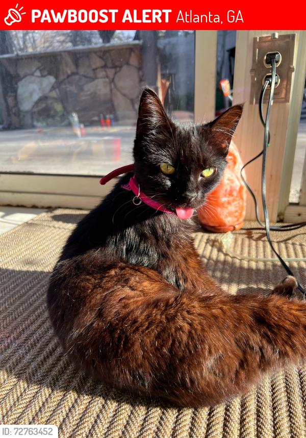 Lost Female Cat last seen By the tennis court, Atlanta, GA 30307